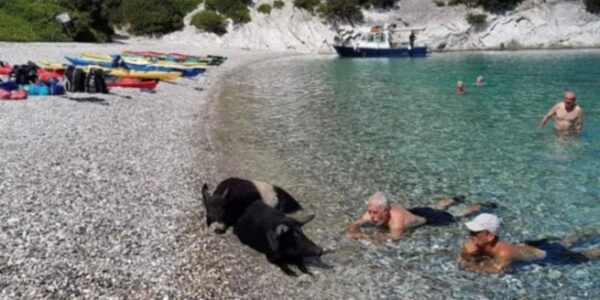🏝️ Private Boat Trip to Atokos (Pigs Island)! - Image 2
